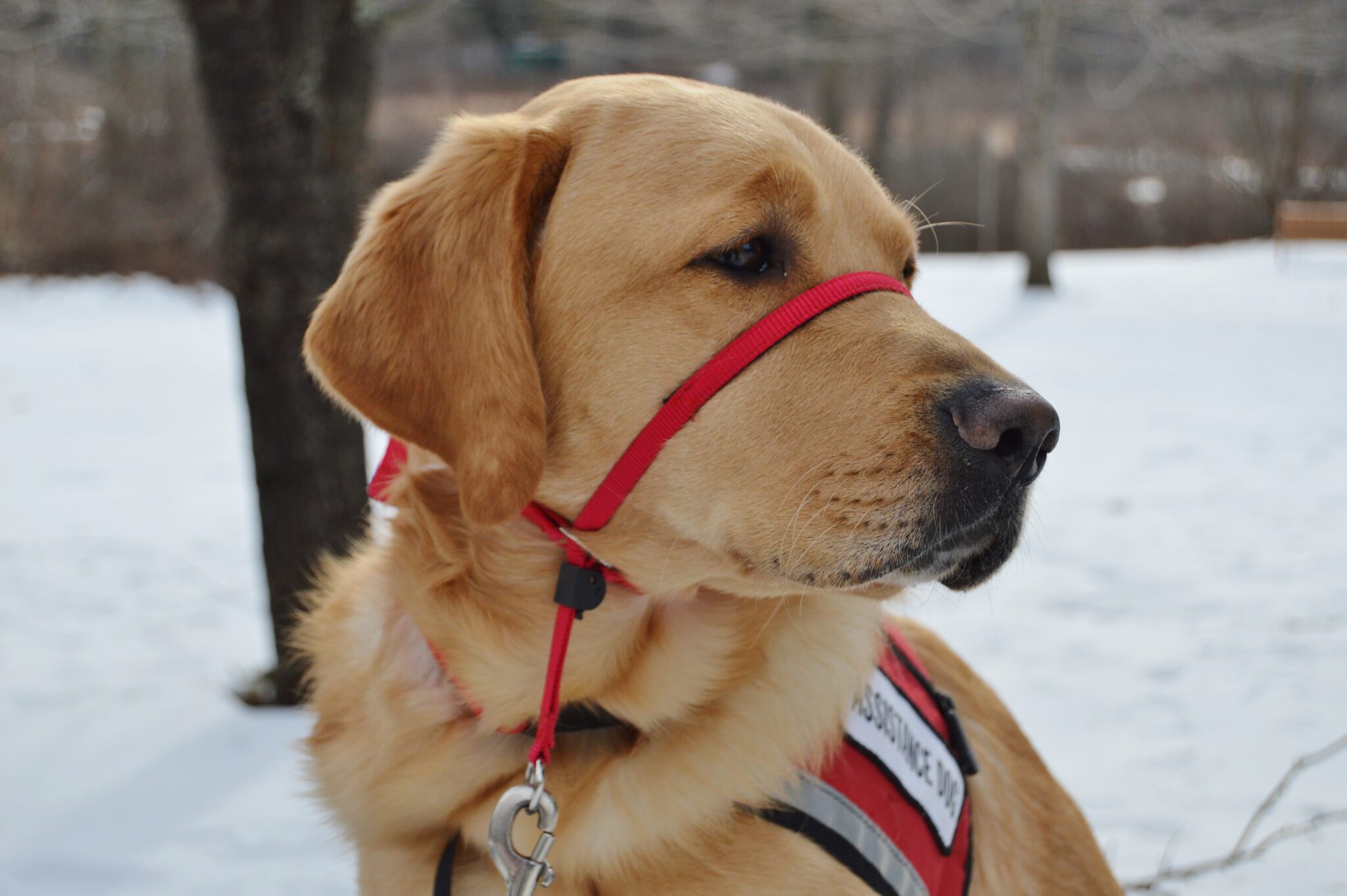 What Does a Classroom Assistance Dog Do? - NEADS World Class Service Dogs