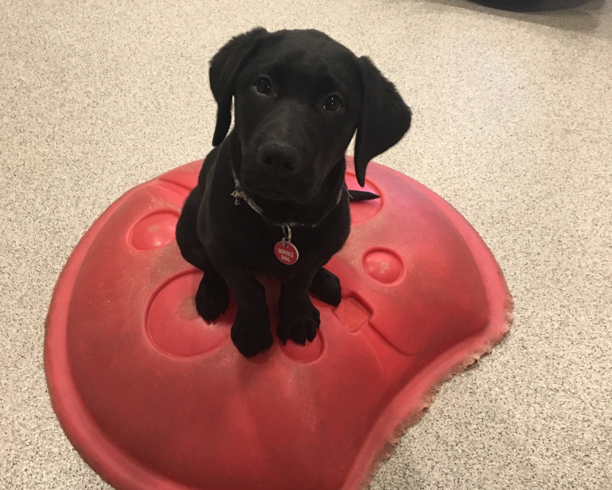 Year of the NEADS Dog Month 1 – Socialization