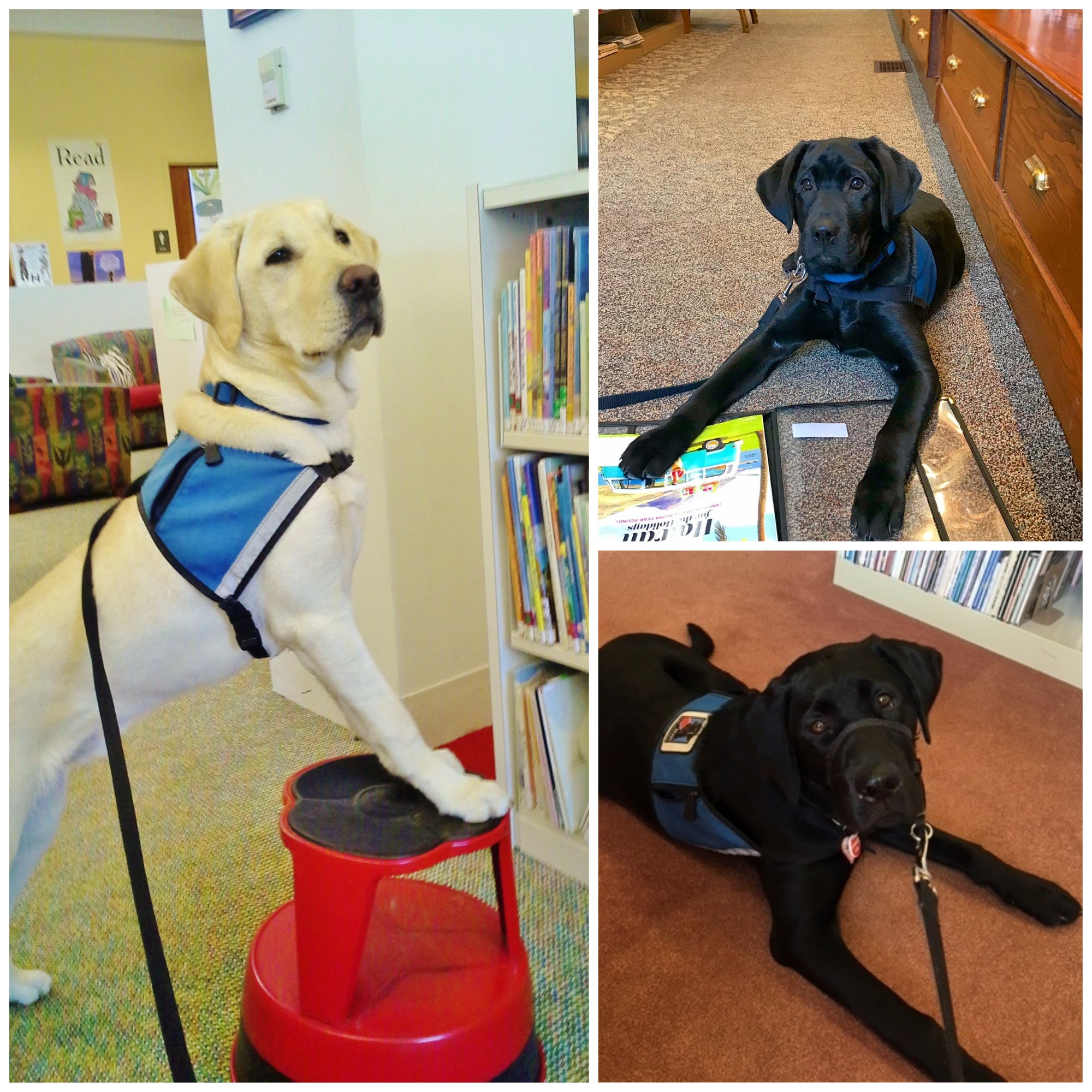 Year of the NEADS Dog Month 3 – Puppy’s First Field Trip