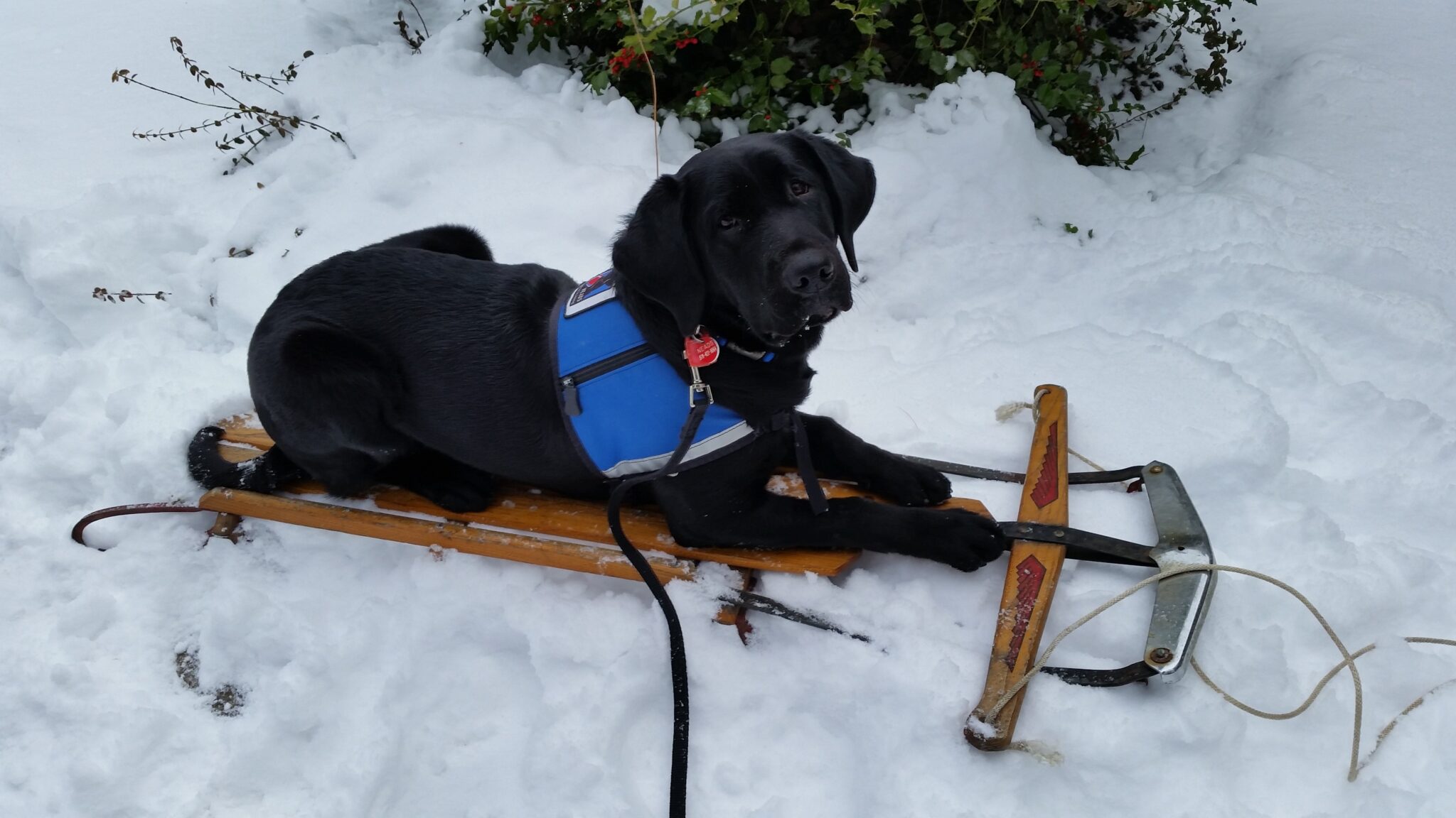 Ask the Vet: Protecting Pets from the Winter Cold