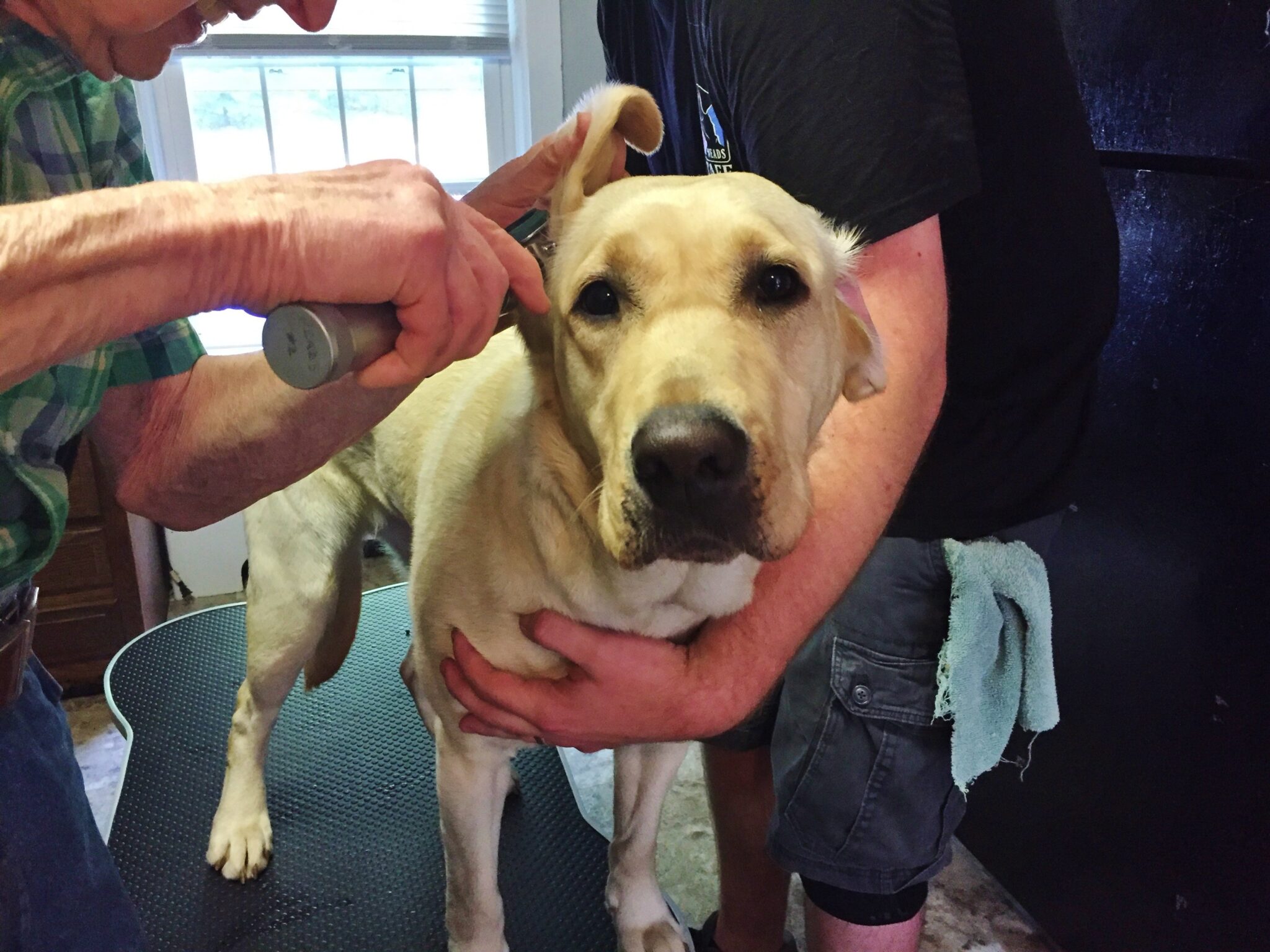 Year of the NEADS Dog Month 5 – Veterinary Care in Prison