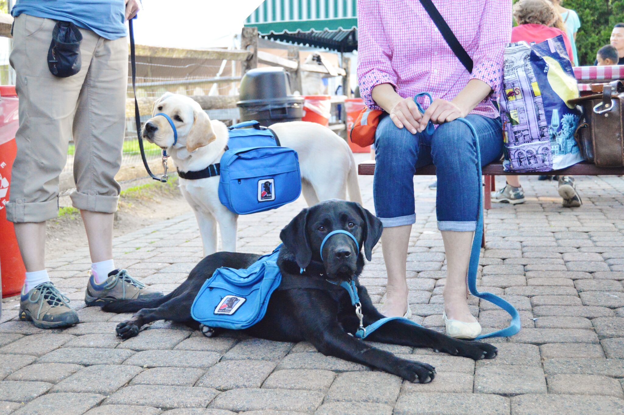 Year of the NEADS Dog Month 6 – Weekend Training and Socialization Advances
