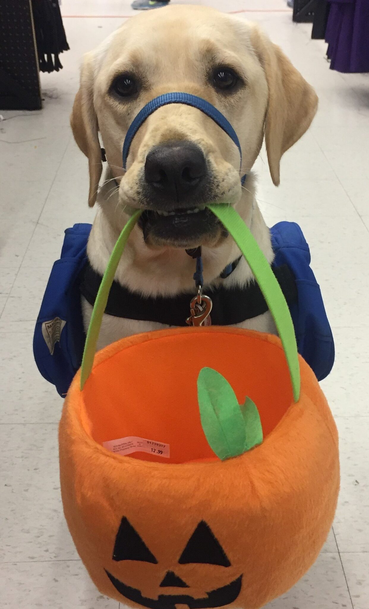 Halloween can be scary for pups, warns dog whisperers