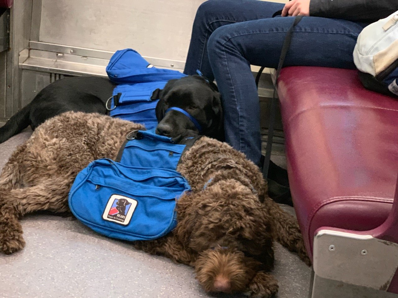 Year of the NEADS Dog Month 9 – The One Year Evaluation