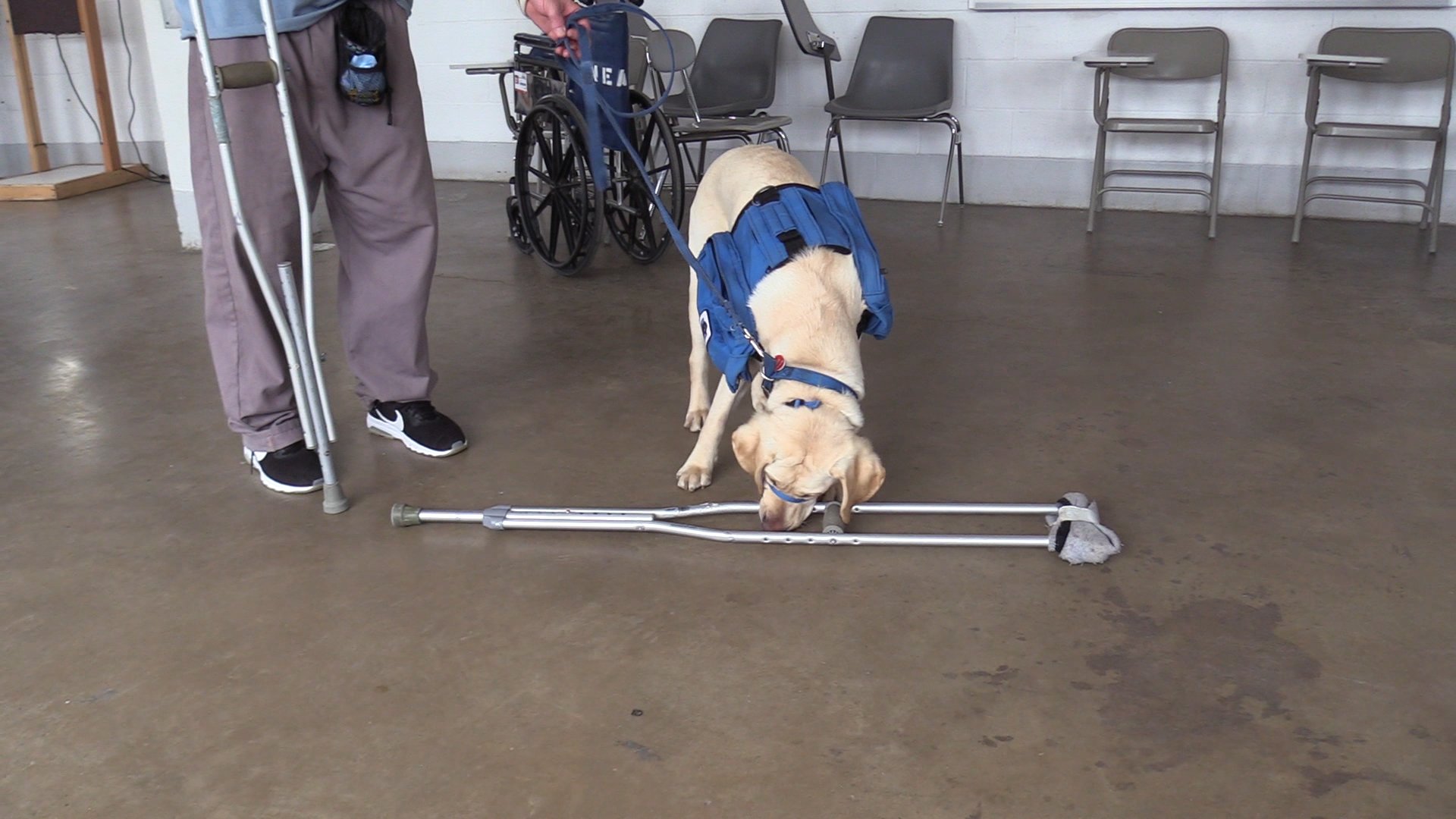 Year of the NEADS Dog Month 12 – Specialized Training