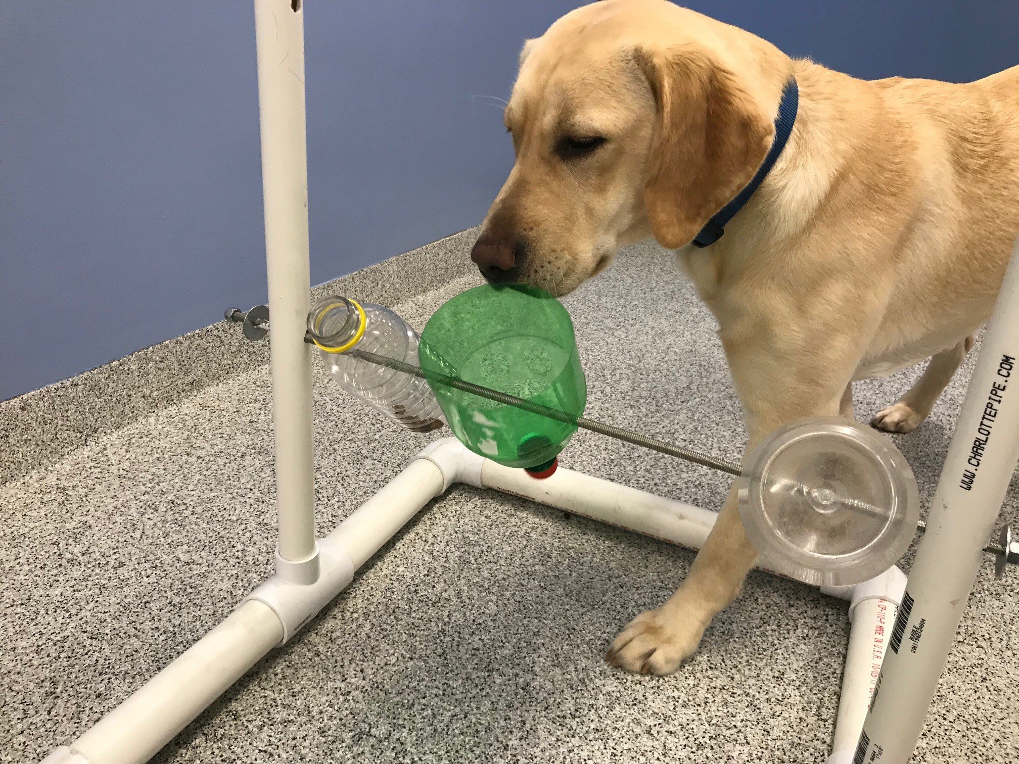 Year of the NEADS Dog Month 10 – The Canine Center