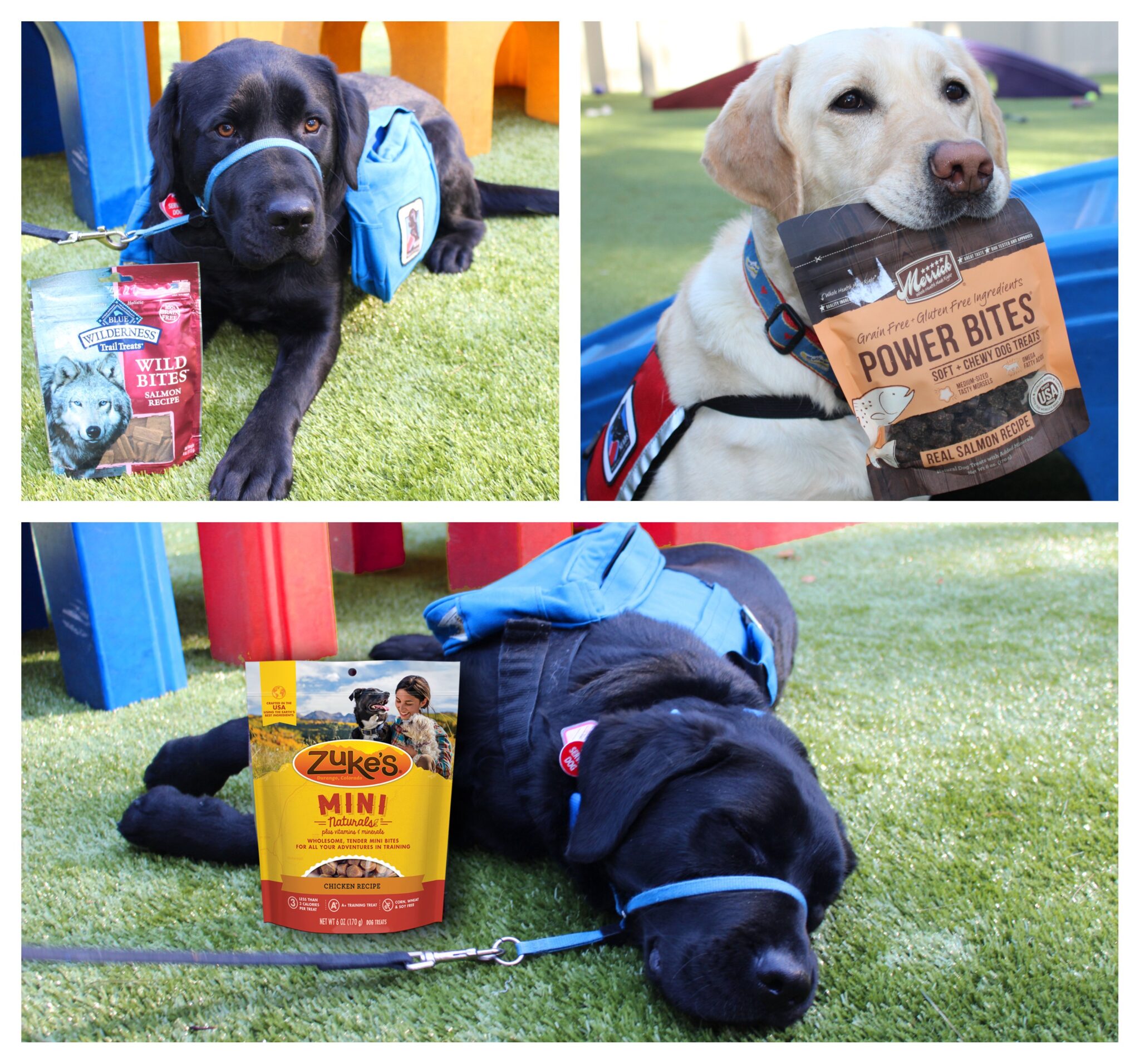 Treat Drive for National Dog Biscuit Day