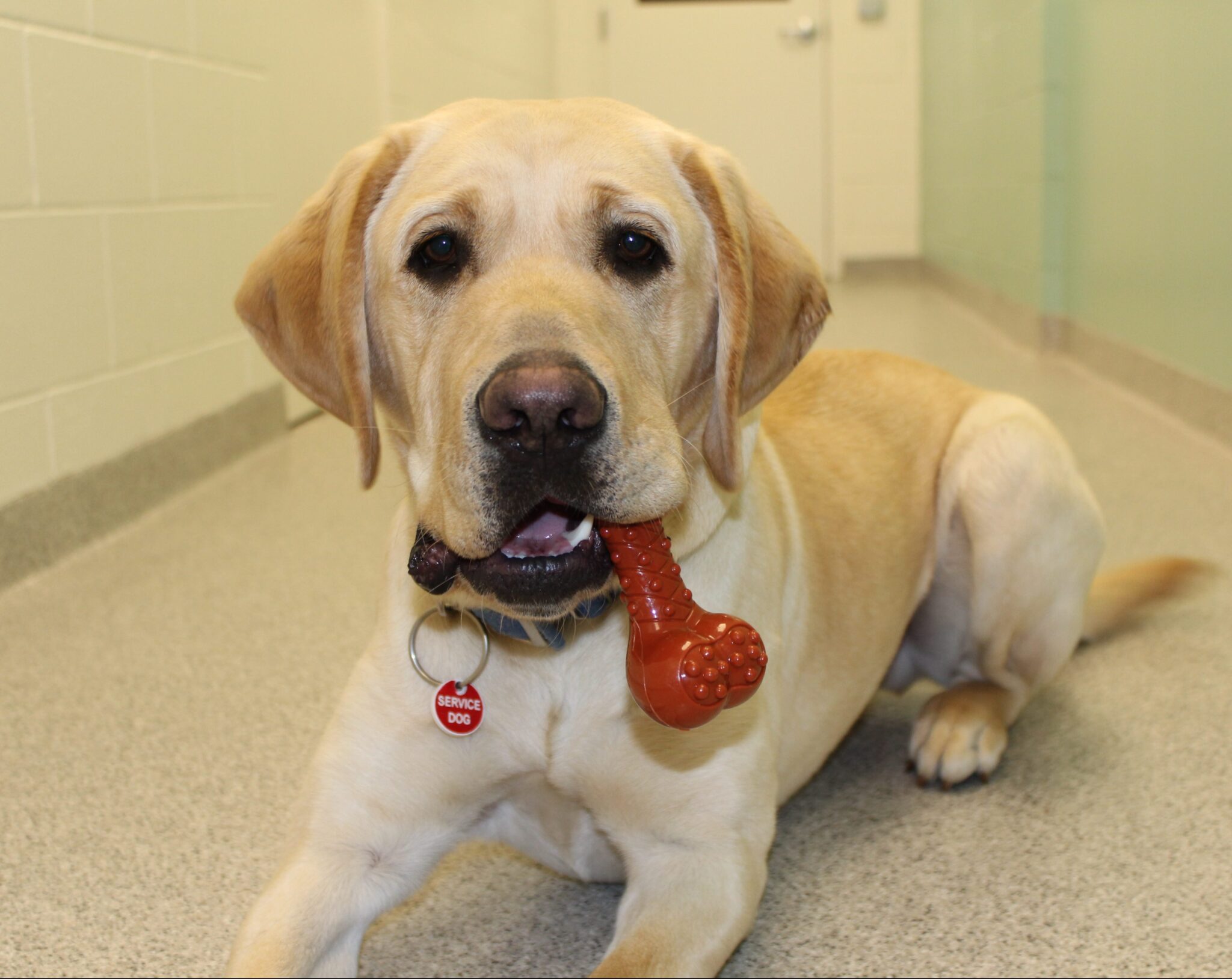 Supporter Spotlight: Nylabone