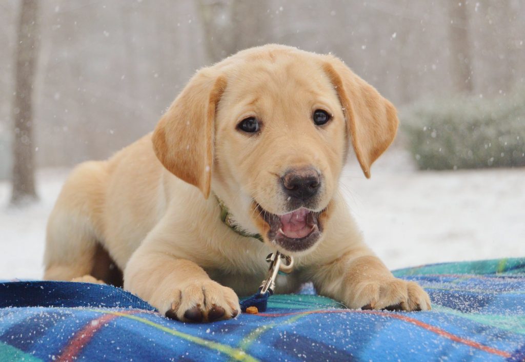 pup in snow