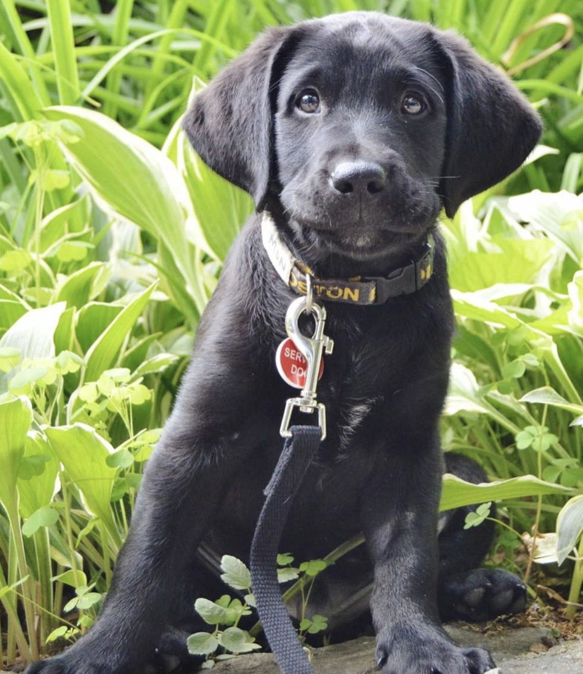 Spotlight on: NEADS Canine Center Volunteers