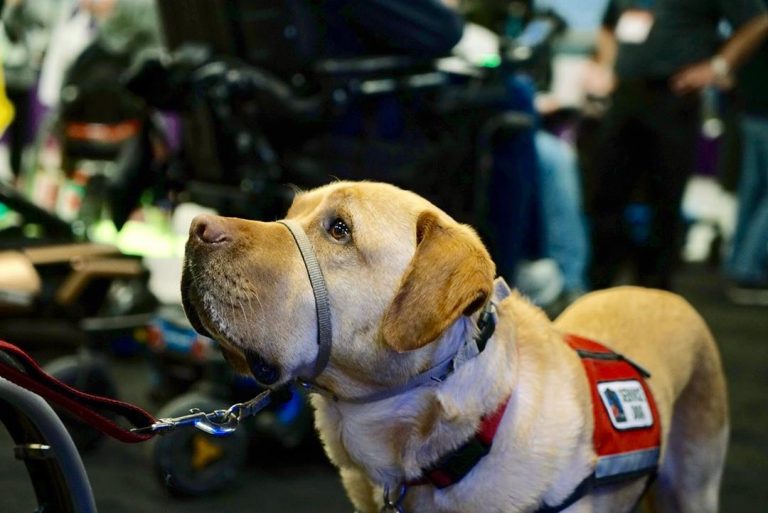 Apply for a Service Dog - NEADS World Class Service Dogs