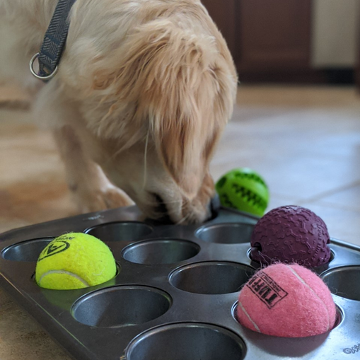 Enrichment for Puppies - Assistance Dogs International