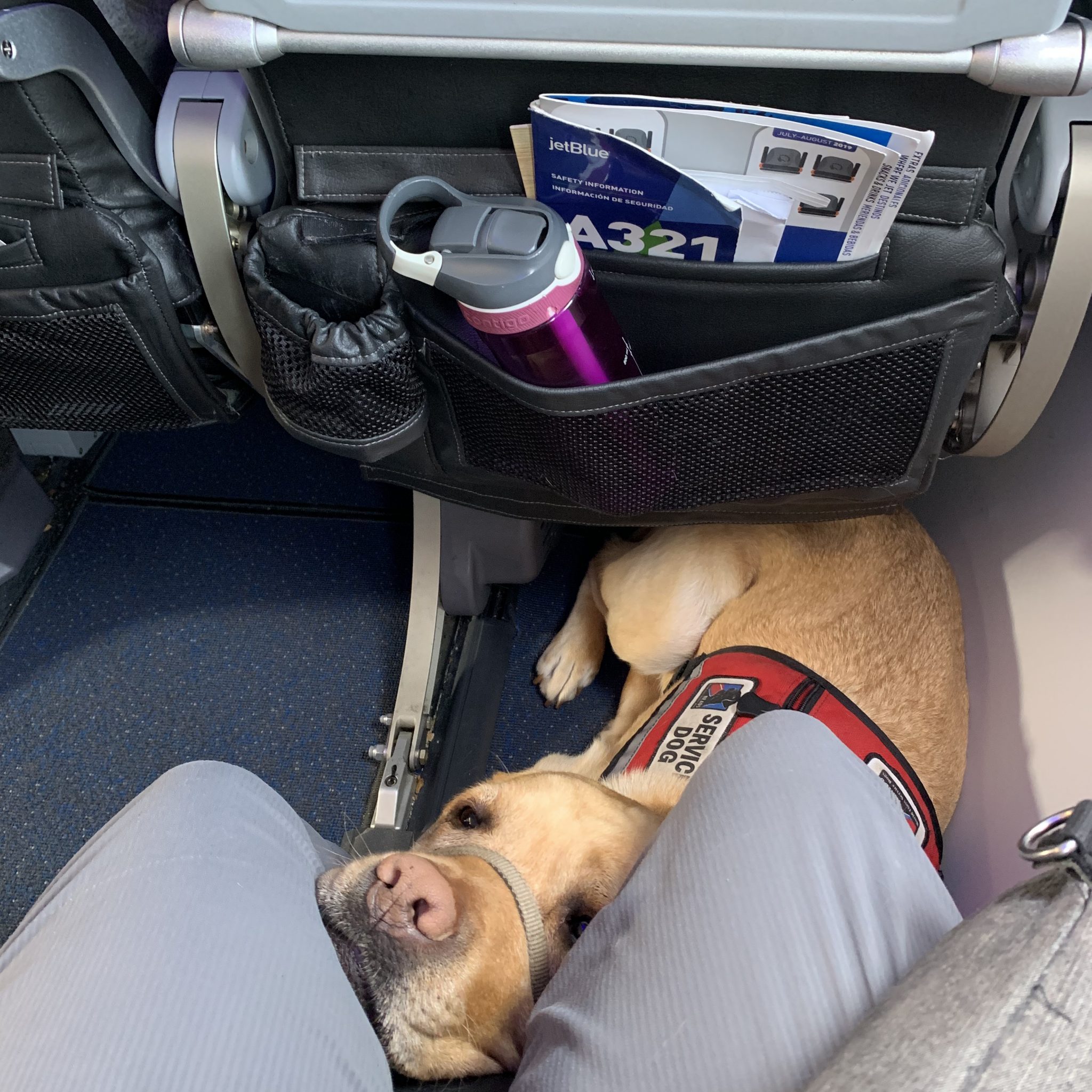 NEADS Supports New DOT Rules for Flying with Service Dogs - NEADS World  Class Service Dogs