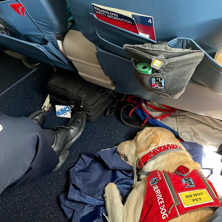 Important Information for Flying with a NEADS Service Dog - NEADS World  Class Service Dogs