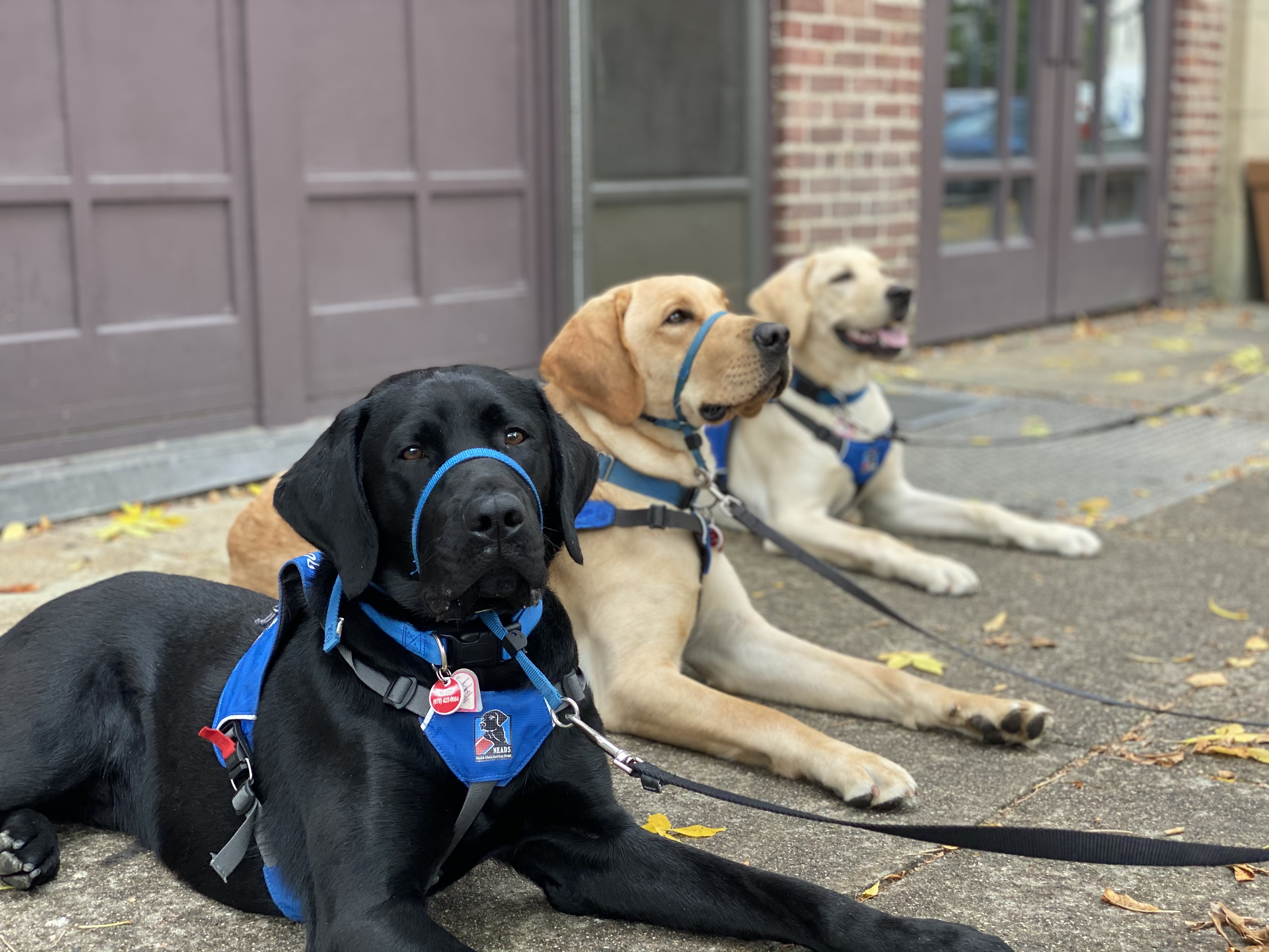 Raise a Puppy - NEADS World Class Service Dogs