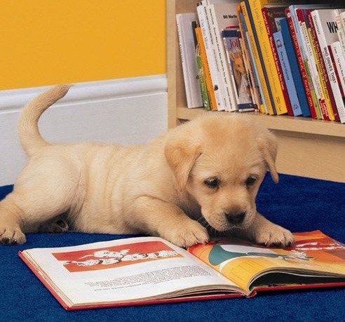 yellow labrador puppy in a library
