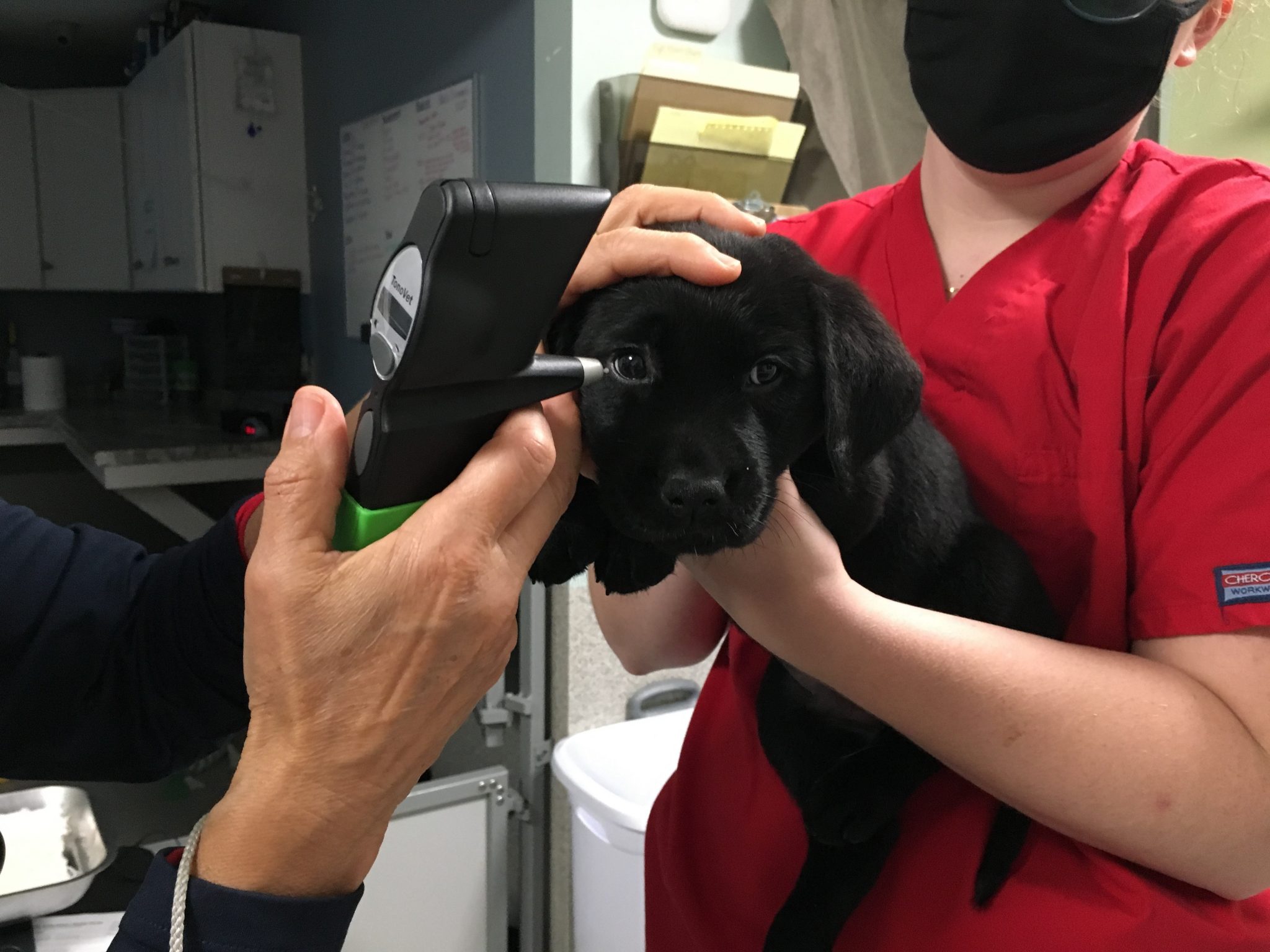 veterinarian examines a puppy