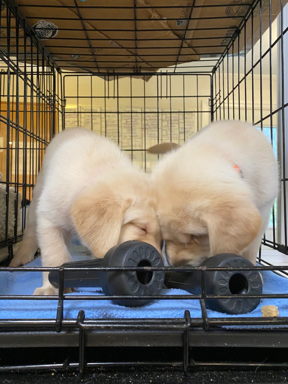 puppy in a crate