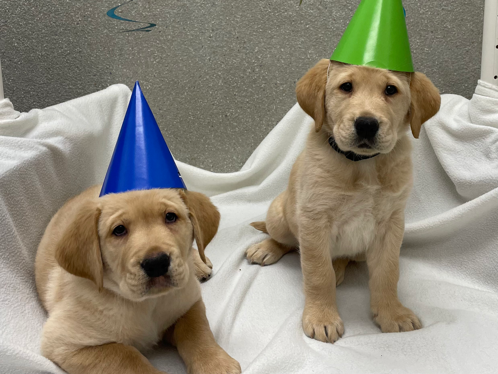 Happy birthday, NEADS Breeding Center!
