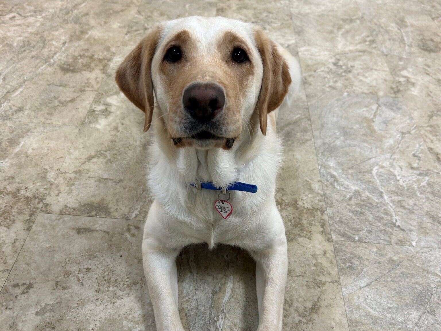 Meet Service Dog in Training Betty