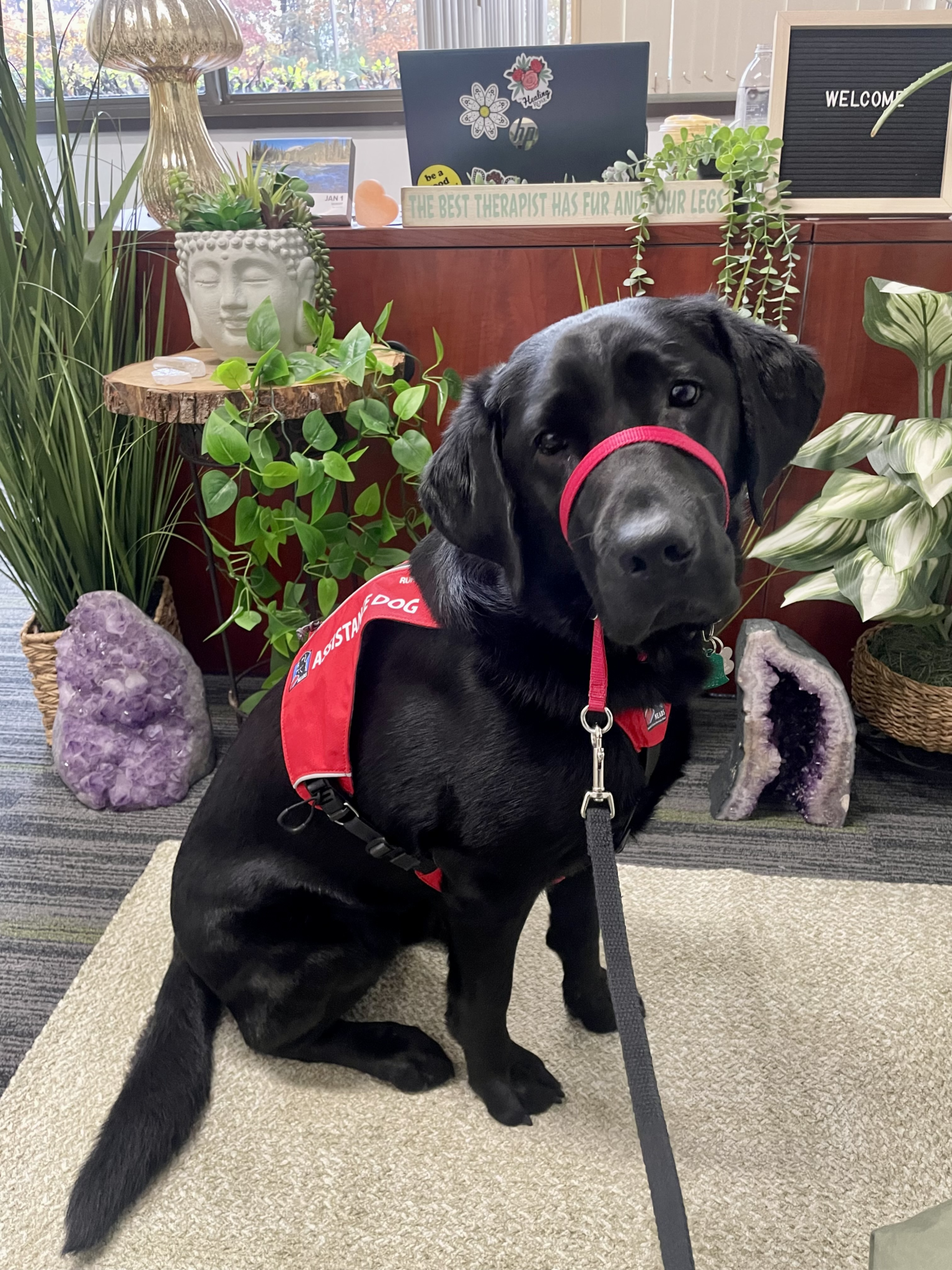 In Their Words: Rose and Assistance Dog Teddy