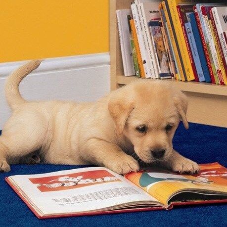 yellow labrador puppy in a library