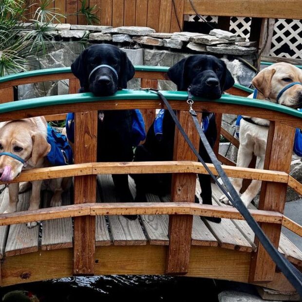 4 pups on a bridge