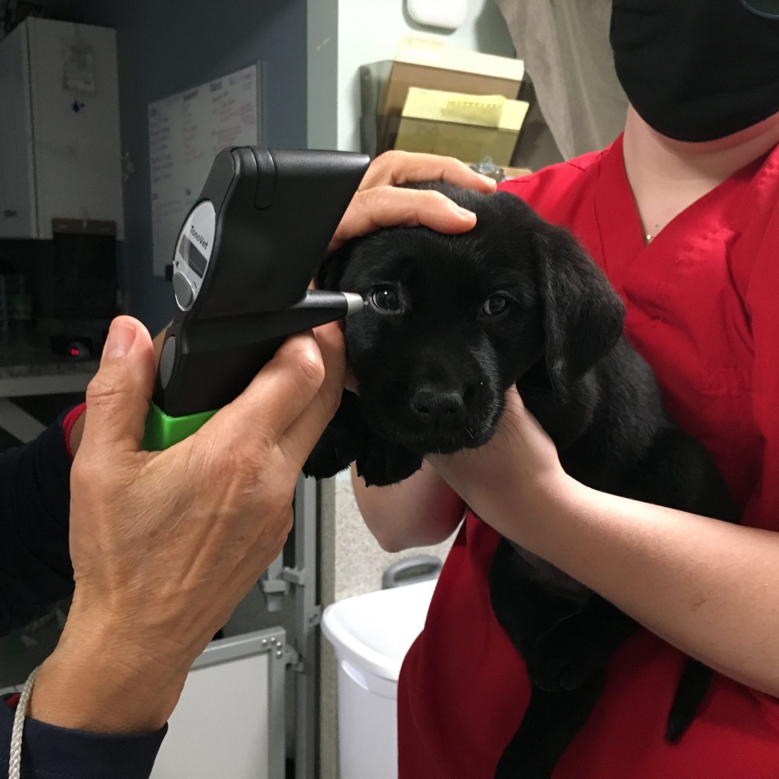 veterinarian examines a puppy