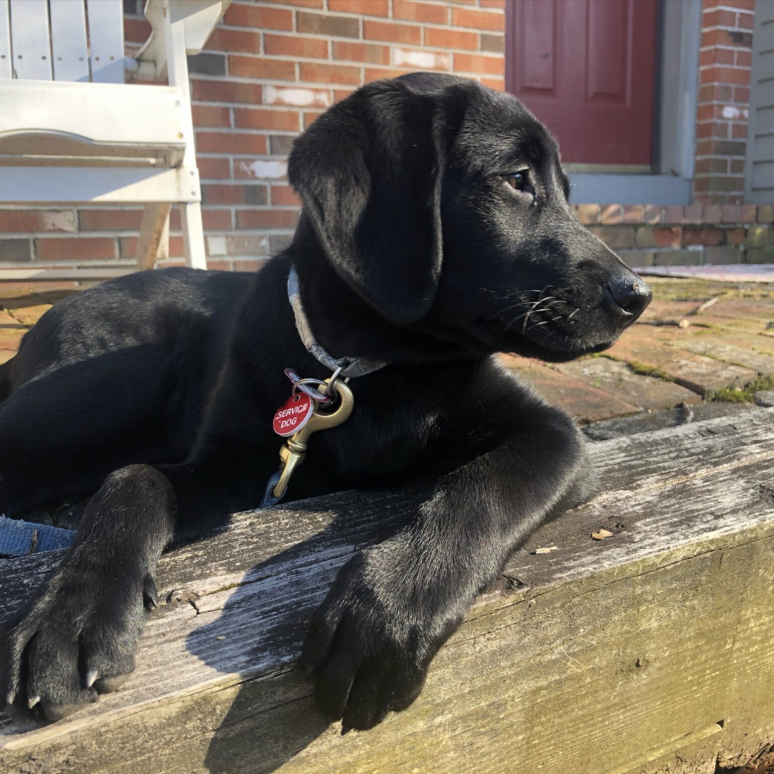 black lab puppy on wooden step