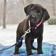 puppy in snow